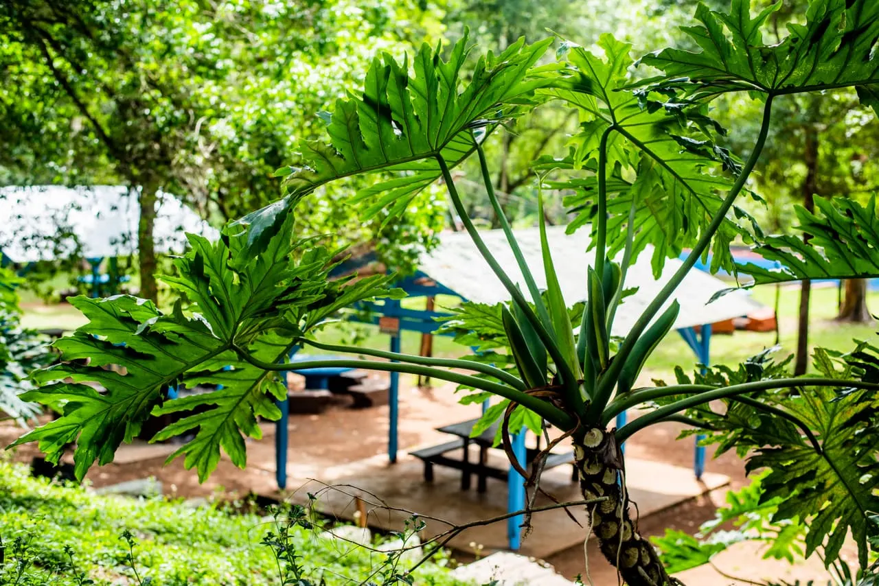 Área de mesas y quinchos del parque rodeada de vegetación selvática misionera
